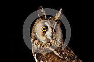 Long eared Owl