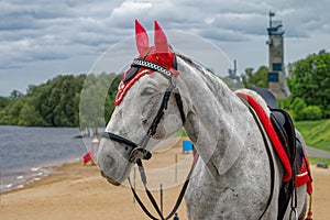 Head and shoulders portrait of gray traditional russian horse outdoor.