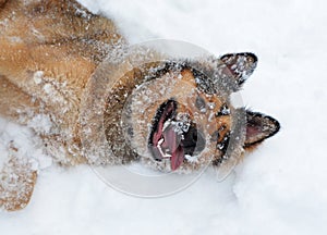 Head and shoulders of red dog rolling in snow