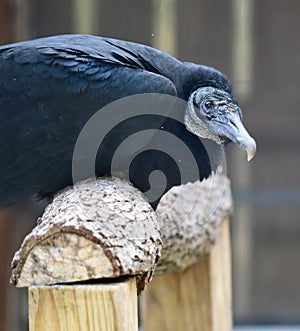 Head and Shoulders of a Rescued Black Vulture