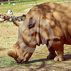 The head and shoulders of a white rhino