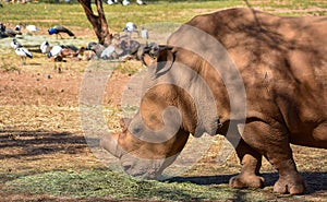 The head and shoulders of a white rhino