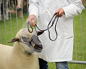 Head of a Shropshire sheep being led by its handler on a rope bridle