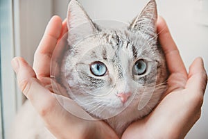 The head of a Siamese cat in the palms photo