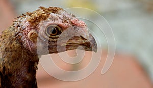 Head of a sicked Hen in closeup view