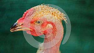 Head of a sicked Hen in closeup view