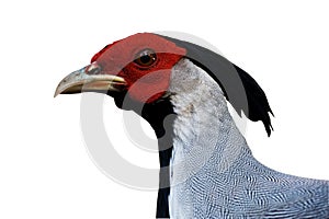 Silver Pheasant (male)