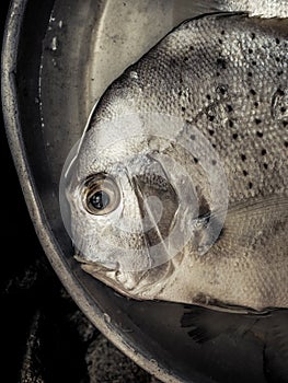 Head of silvery fish with sad eye, loneliness and melancholia, sense of abandonment and sadness