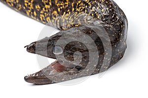 Head of a single fresh raw Moray eel,  Muraenidae, on white background photo