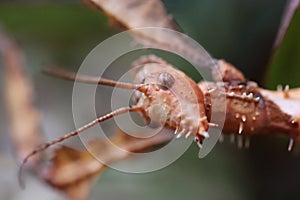 Head of single subadult female of Extatosma tiaratum