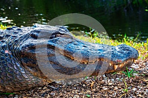 Head of a sleeping alligator in the Everglades, Florida