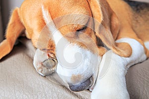 Head of sleeping beagle dog