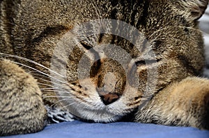 Head of sleeping cat