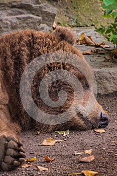 Head of sleeping grizzly bear brown fur tired fluffy