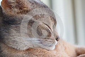 Head of sleeping young abyssinian cat closeup