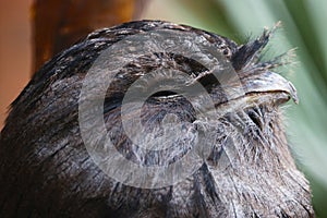 Head of a sleepy tawny frogmouth in side view