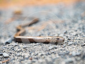 Head of a Slowworm Anguis fragilis