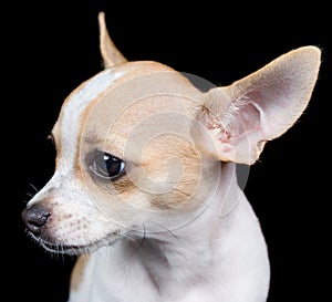 Head of a small chihuahua dog isolated on black