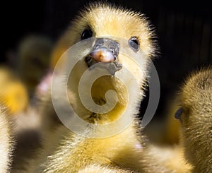 The head of a small duckling chick