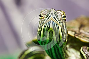 Head of small red-ear turtle in terrarium
