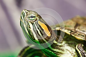 Head of small red-ear turtle in terrarium