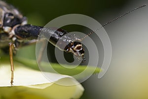 Head of the snakefly sitting on the forest flower photo