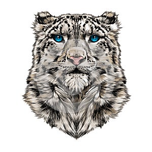 Head of the snow leopard