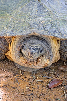 Head of Softshell Turtle