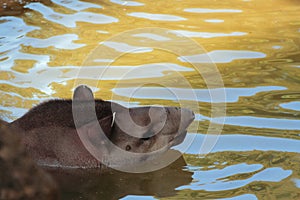 Head of South American tapir. Rome, Italy