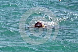 Head of a Southern right whale photo