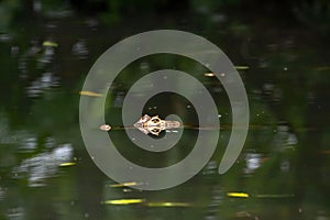 Head of a spectacled caiman, Caiman crocodilus, in dark water