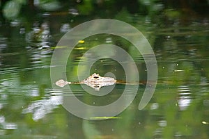 Head of a spectacled caiman, Caiman crocodilus, in dark water