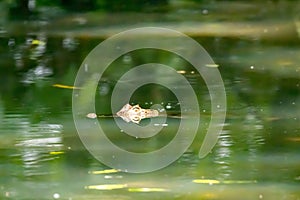 Head of a spectacled caiman, Caiman crocodilus, in dark water