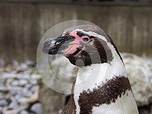 Head of spheniscus humboldt penguin