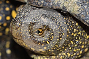 Head spotted freshwater turtle outdoors