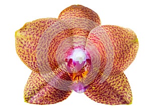 Head of spotted orange orchid, phalaenopsis is isolated on background