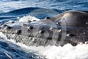 Head of a spyhopping humpback whale