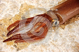 Head of a squid alive