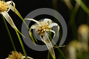Head of a starrush whitetop, Rhynchospora colorata