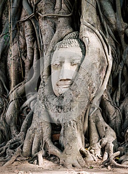 Head of statue buddha in root of tree