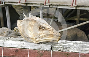 Head of stockfish