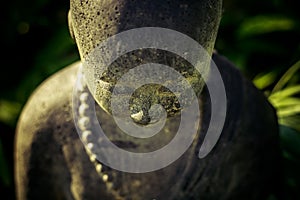 Head of stone Buddha statue