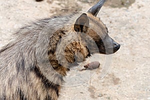 head-Striped hyaena