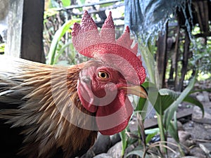 head of a strong chicken