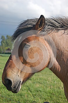 head studbook belgian horse