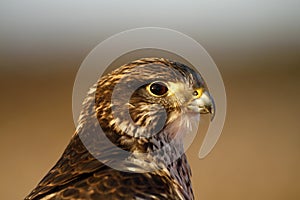 Head Study of a Female Gyr/Saker Falcon