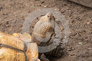 Head of Sulcata tortoise the African largest tortoise by close up lens
