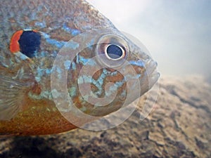 Head of a sun fish underwater in its environment.