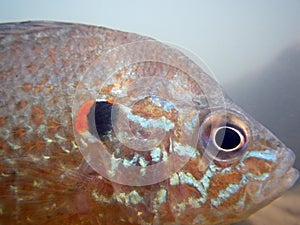 Head of a sun fish underwater in its environment.