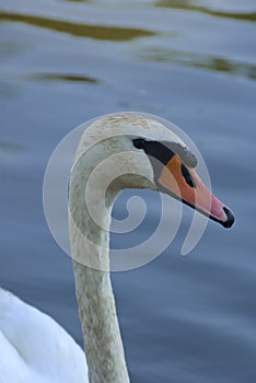 Head of a swan